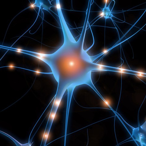 Neurons